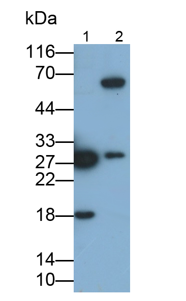 蛋白酶体亚基α5(PSMa5)多克隆抗体
