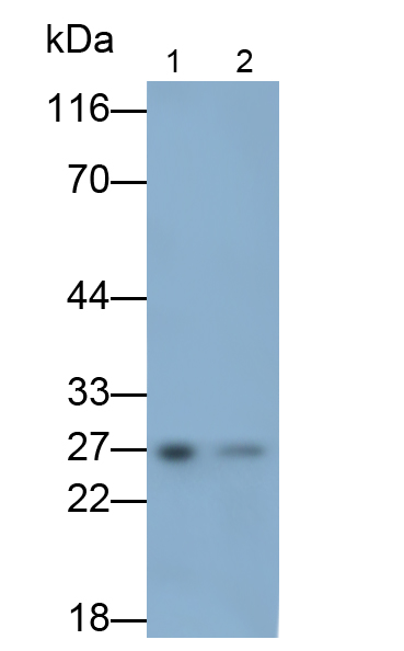 蛋白酶体亚基β4(PSMb4)多克隆抗体