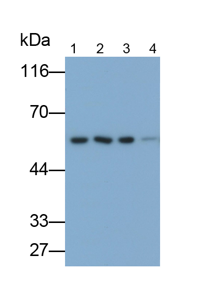 非ATP酶蛋白酶体26S亚基4(PSMD4)多克隆抗体