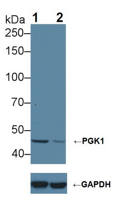 磷酸甘油酸酯激酶1(PGK1)多克隆抗體
