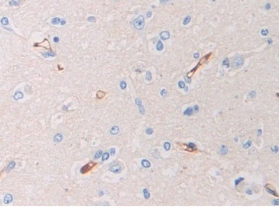 妊娠带蛋白(PZP)多克隆抗体