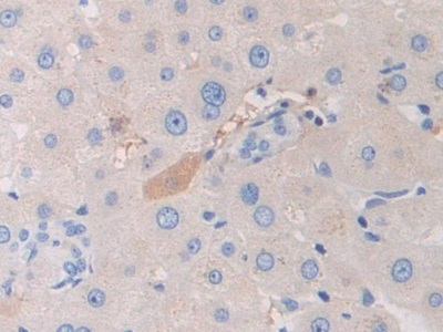 妊娠带蛋白(PZP)多克隆抗体