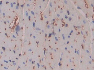 妊娠带蛋白(PZP)多克隆抗体