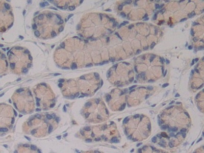 妊娠带蛋白(PZP)多克隆抗体