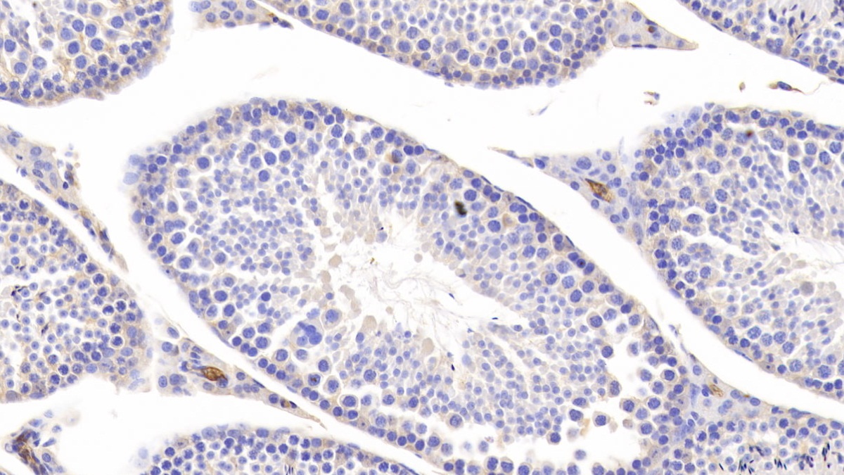 妊娠带蛋白(PZP)多克隆抗体