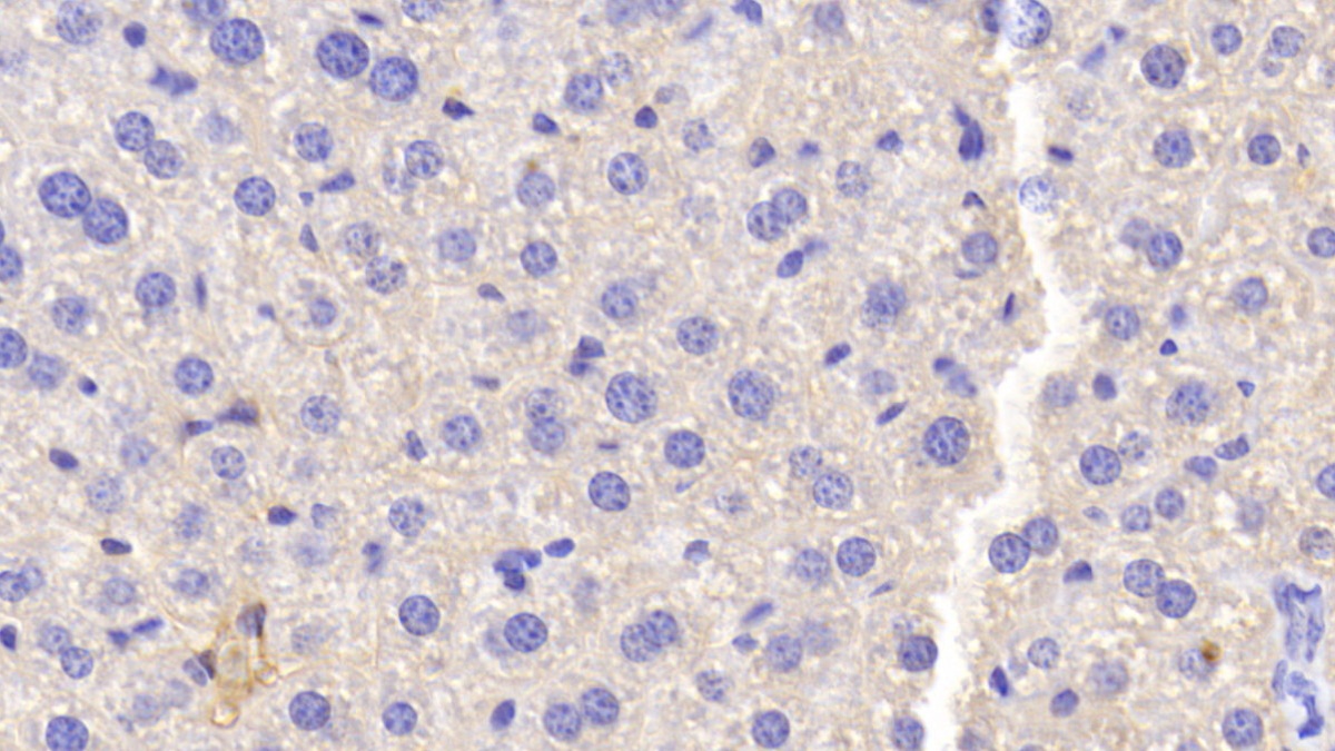 妊娠带蛋白(PZP)多克隆抗体