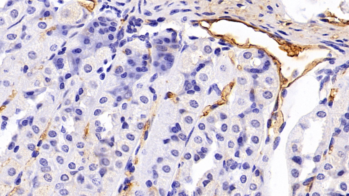 妊娠带蛋白(PZP)多克隆抗体