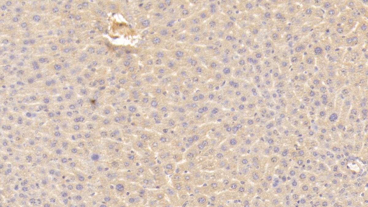 妊娠带蛋白(PZP)多克隆抗体