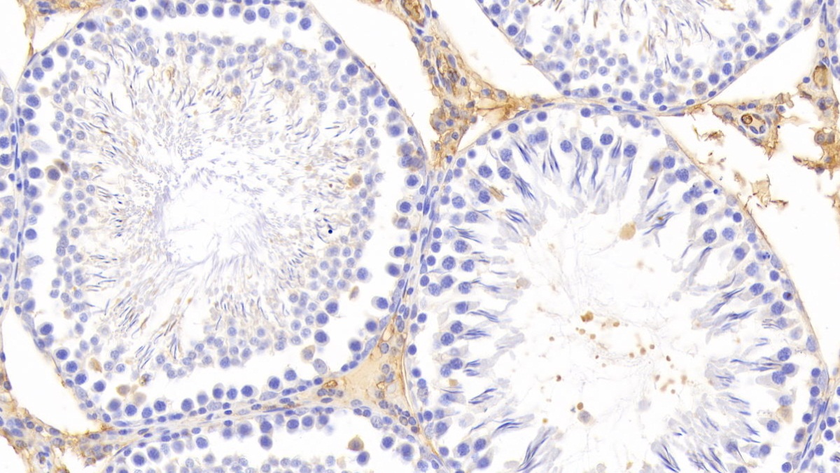 妊娠带蛋白(PZP)多克隆抗体