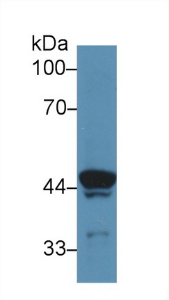 氢离子转运ATP酶溶酶体辅助蛋白2(ATP6AP2)多克隆抗体