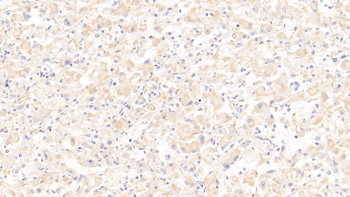 分泌球蛋白家族2A成員2(SCGB2A2)多克隆抗體