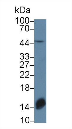 耐扭蛋白3A(TOR3A)多克隆抗體