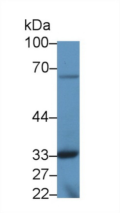 耐扭蛋白3A(TOR3A)多克隆抗體