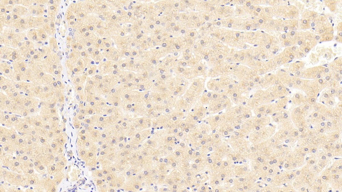 TNF受体关联因子6(TRAF6)多克隆抗体
