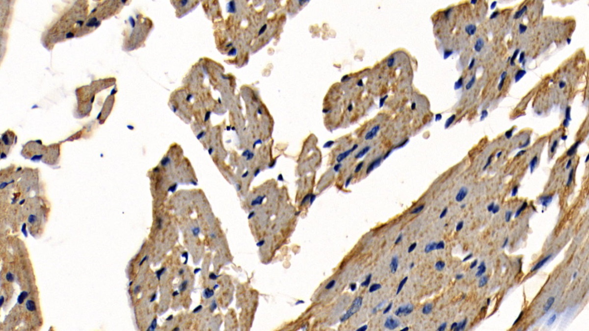 TNF受体关联因子6(TRAF6)多克隆抗体