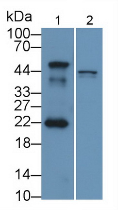 Mdm2 p53結(jié)合蛋白同源物(MDM2)多克隆抗體