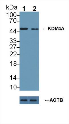 赖氨酸特异性去甲基化酶4A(KDM4A)多克隆抗体