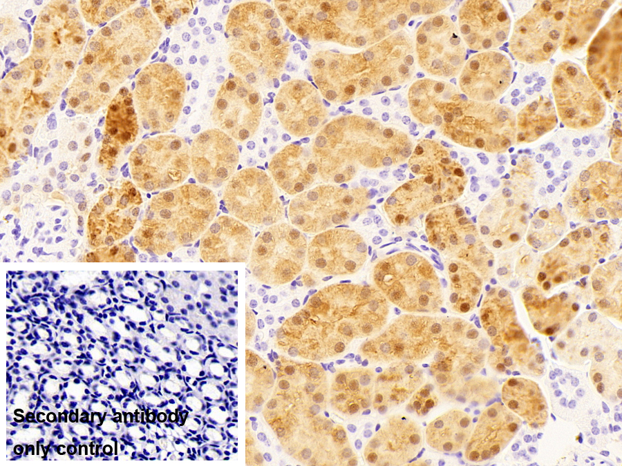 肌醇加氧酶(MIOX)多克隆抗體