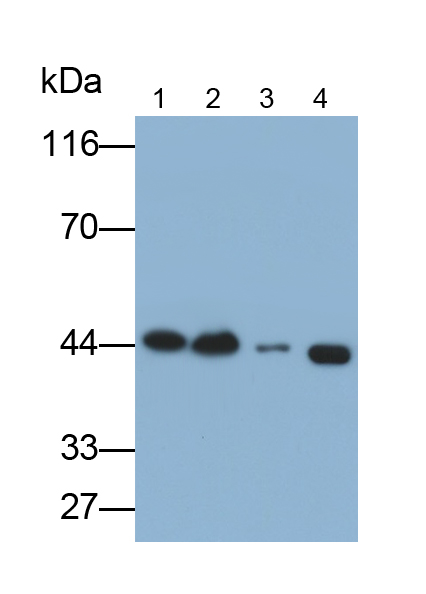 泛醌細(xì)胞色素C還原酶核心蛋白Ⅱ(UQCRC2)多克隆抗體
