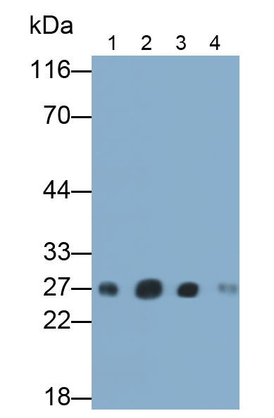 泛素羧基端酯酶L1(UCHL1)多克隆抗體