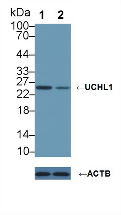 泛素羧基端酯酶L1(UCHL1)多克隆抗体