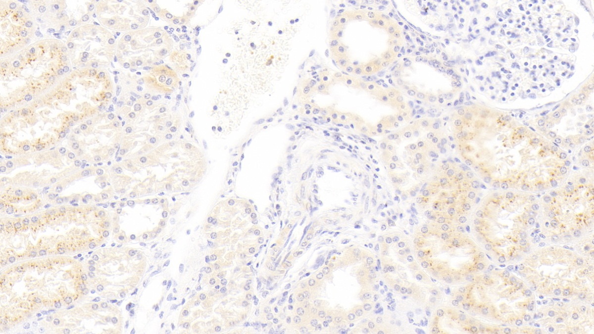 干扰素α21(IFNa21)多克隆抗体