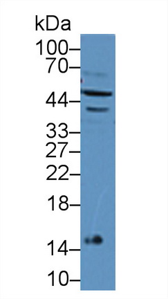 干扰素α7(IFNa7)多克隆抗体