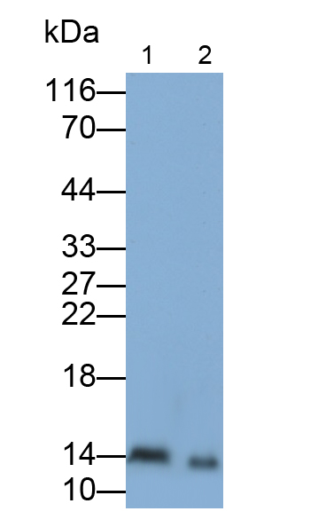 干扰素α5(IFNa5)多克隆抗体