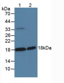 絲氨酸肽酶抑制因子Kunitz型2(SPINT2)多克隆抗體