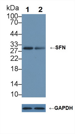 分层蛋白(SFN)多克隆抗体