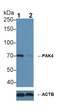 p21蛋白激活激酶4(PAK4)多克隆抗体