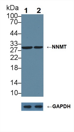 尼克酰胺-N-甲基转移酶(NNMT)多克隆抗体