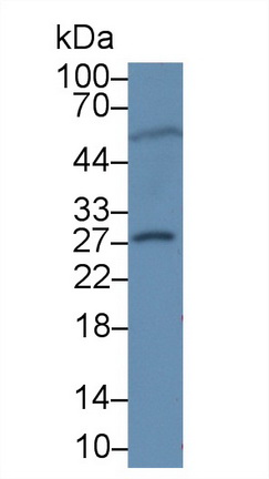 膠乳素(LXN)多克隆抗體