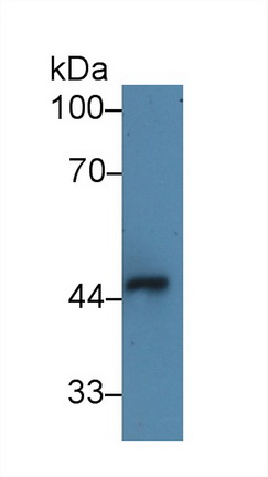 白介素1受体样蛋白1(IL1RL1)多克隆抗体