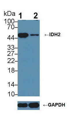 异柠檬酸脱氢酶2(IDH2)多克隆抗体