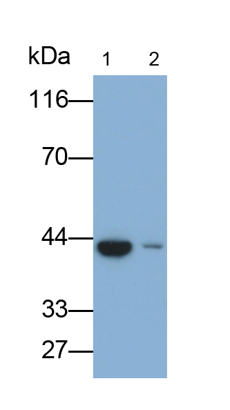 异柠檬酸脱氢酶2(IDH2)多克隆抗体