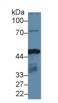 异柠檬酸脱氢酶1(IDH1)多克隆抗体