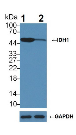 异柠檬酸脱氢酶1(IDH1)多克隆抗体