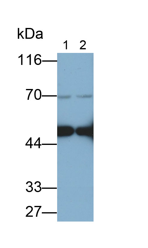 异柠檬酸脱氢酶1(IDH1)多克隆抗体