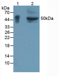 糖蛋白A33(GPA33)多克隆抗體