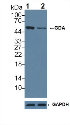 鸟嘌呤脱氨酶(GDA)多克隆抗体