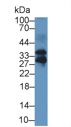 卵泡抑素樣蛋白3(FSTL3)多克隆抗體