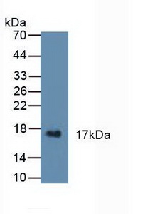 半胱氨酸蛋白酶抑制剂6(CST6)多克隆抗体