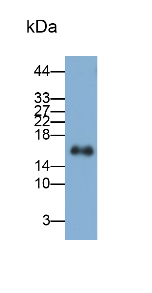 半胱氨酸蛋白酶抑制劑6(CST6)多克隆抗體