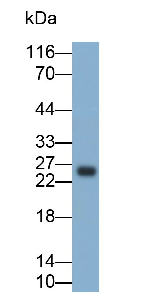酪蛋白κ(CSN3)多克隆抗體