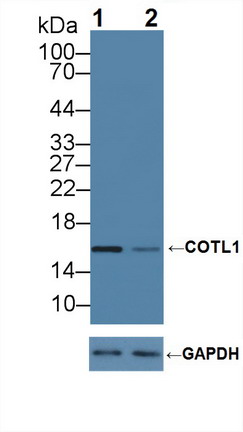毛状样蛋白1(COTL1)多克隆抗体