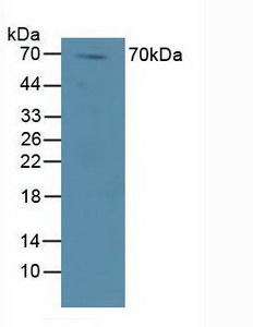 蓬亂蛋白Dsh同源物1(DVL1)多克隆抗體