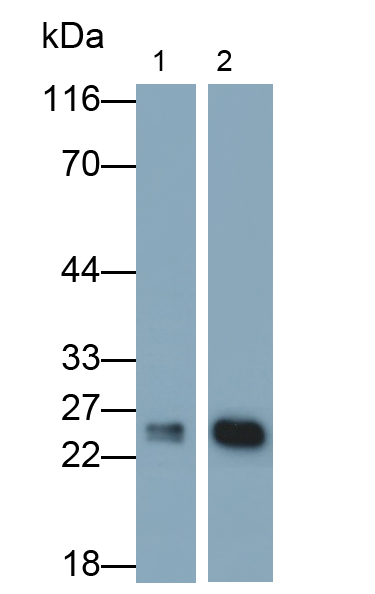 Bcl2/腺病毒E1B相互作用蛋白3(BNIP3)多克隆抗體