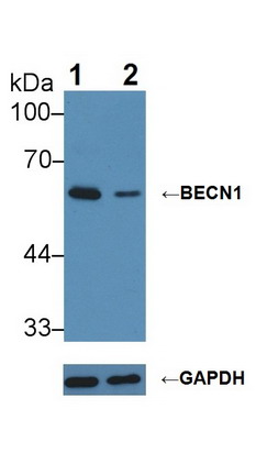 苄氯素1(BECN1)多克隆抗体