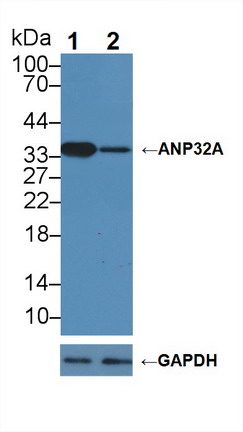酸性核磷蛋白32A(ANP32A)多克隆抗體